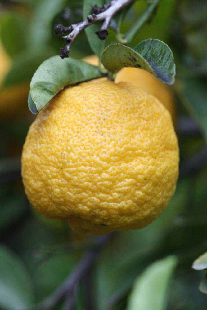            Fruit (Limoneira, Riverside, CA)   